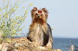 YORKSHIRE TERRIER 274